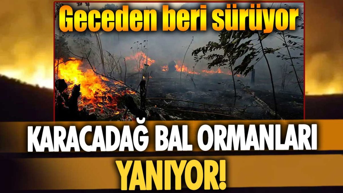 Geceden beri sürüyor... Karacadağ Bal Ormanları yanıyor!