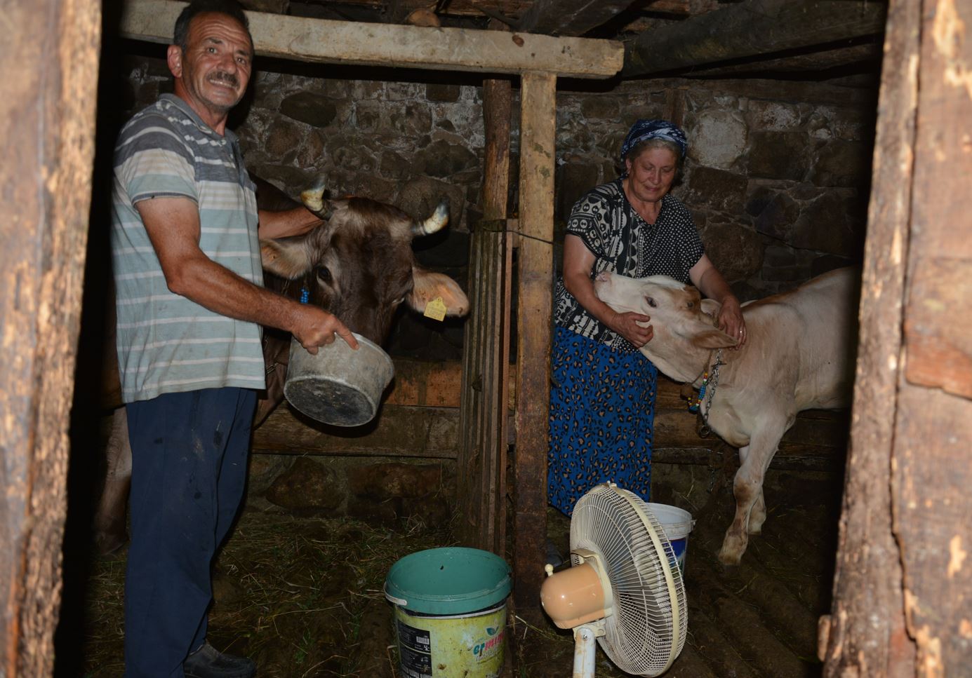 Tek vantilatörlerini ineklerinin serinlemesi için ahıra kurdular