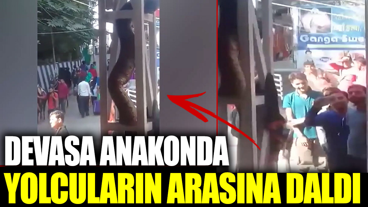 Devasa anakonda yolcuların arasına daldı