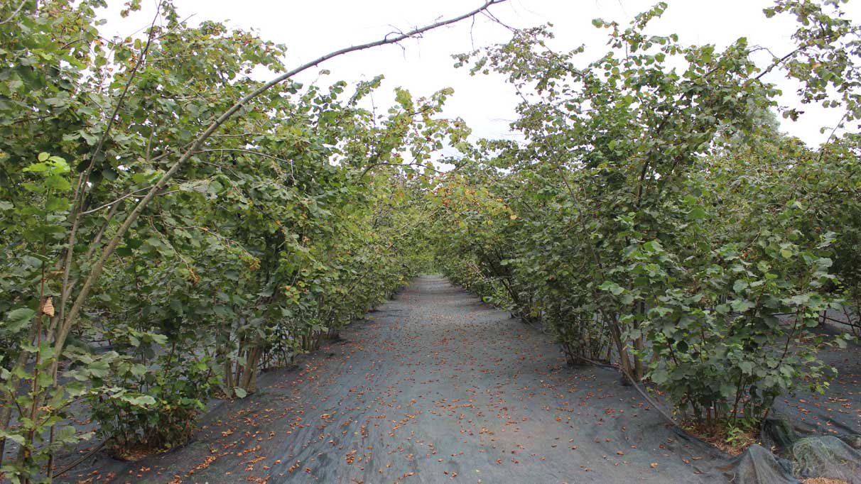 Fındık toplamaya inovatif yöntem: Fındığı balık gibi avlıyor