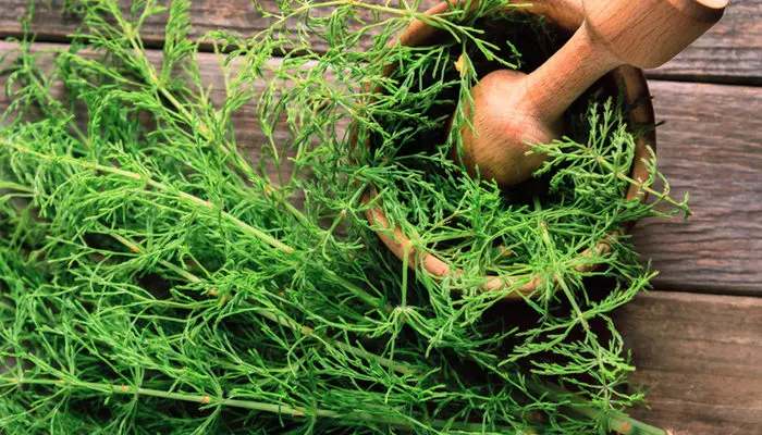 Arapsaçı otunun faydaları nelerdir?