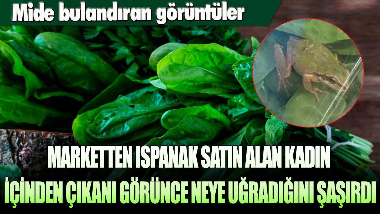 Mide bulandıran görüntüler: Marketten ıspanak satın alan kadın içinden çıkan kurbağayı görünce neye uğradığını şaşırdı