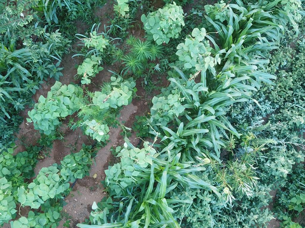 Muğla'da uyuşturucu operasyonu: 8 tutuklu