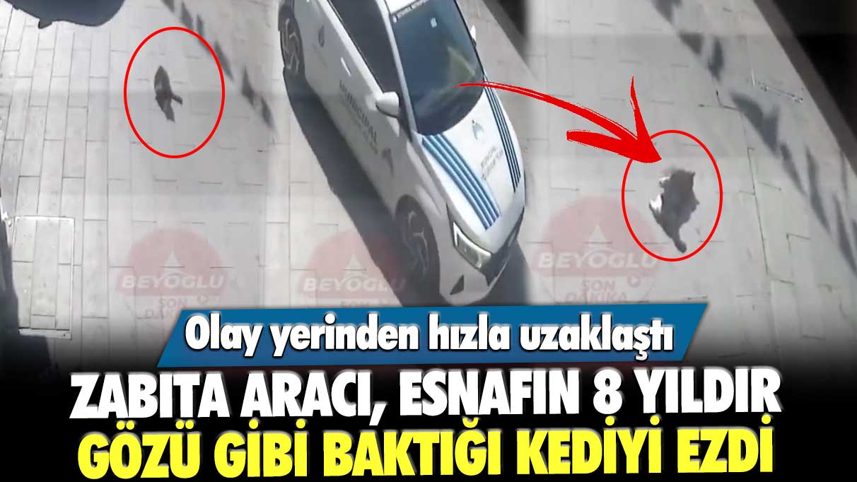 İstiklal'de zabıta aracı, esnafın 8 yıldır gözü gibi baktığı kediyi ezdi