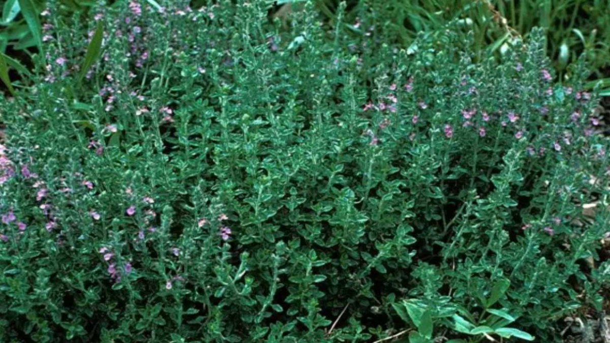 Yavşan otunun faydaları nelerdir?