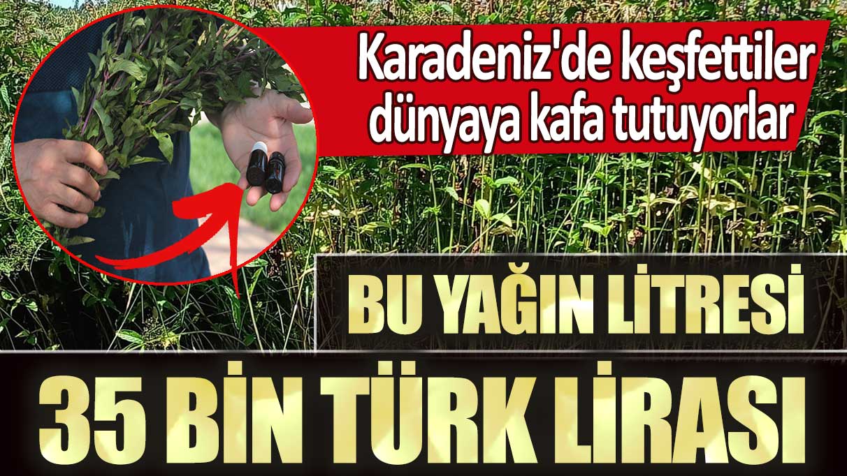 Karadeniz'de keşfettiler, dünyaya kafa tutuyorlar: Bu yağın litresi 35 bin Türk Lirası