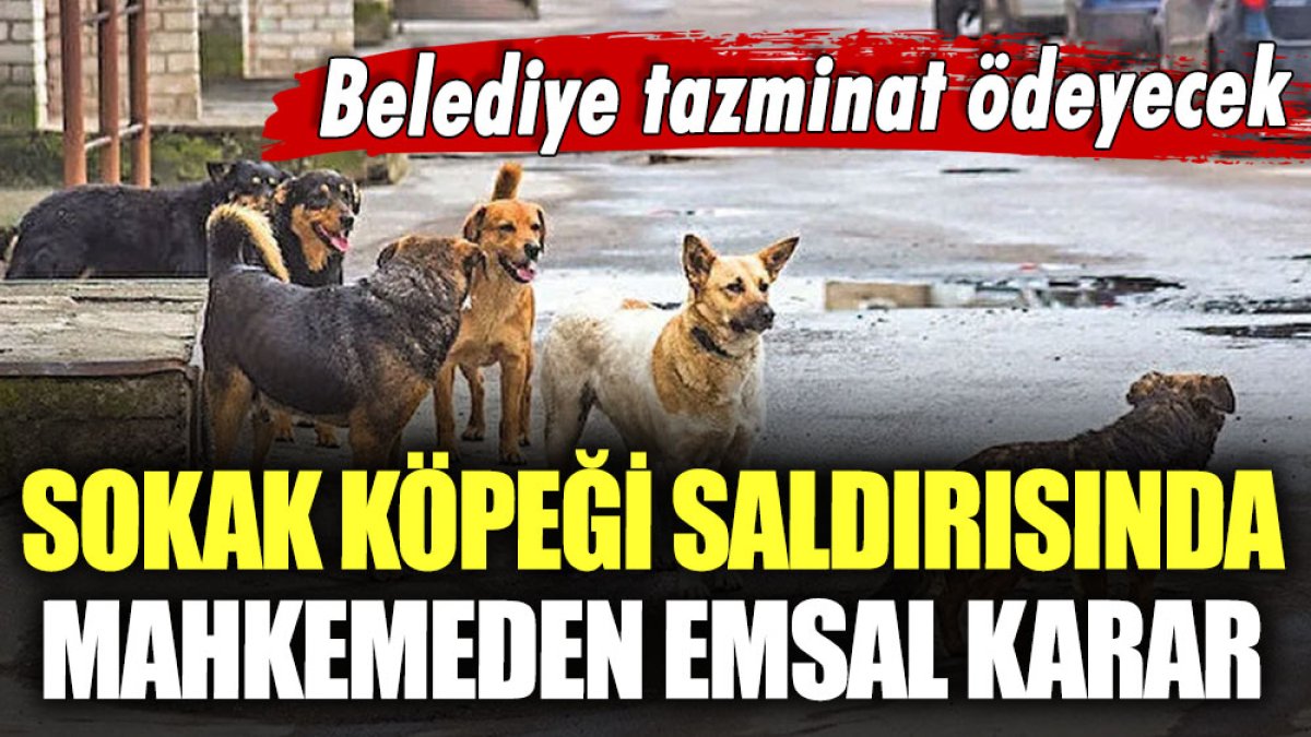 Sokak köpeği saldırısında emsal karar: Belediye tazminat ödeyecek