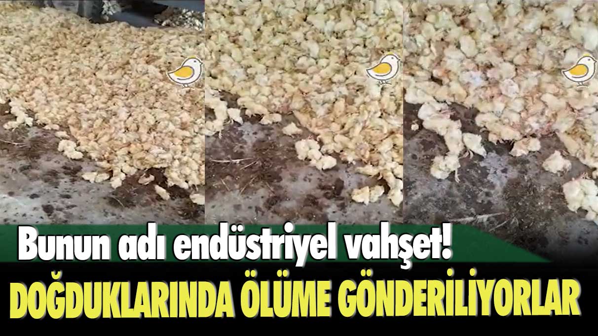 Bunun adı endüstriyel vahşet! Manisa'da bir yumurta üretimhanesinde erkek civcivler doğduklarında ölüme gönderiliyorlar