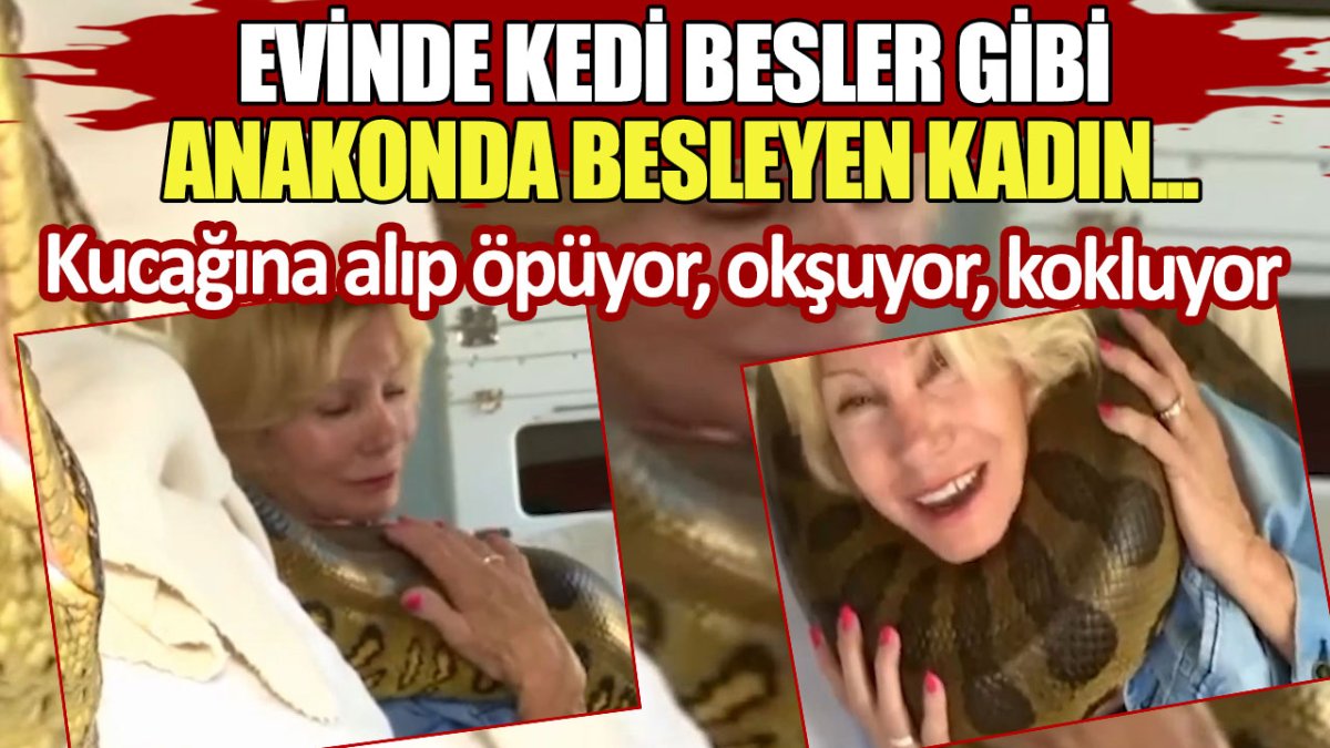 Evinde kedi besler gibi anakonda besleyen kadın... Kucağına alıp öpüyor, okşuyor, kokluyor