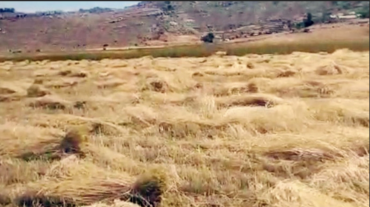 Yaylalarda hububat hasadı başladı