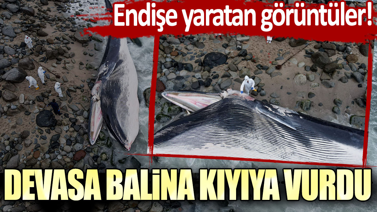 Endişe yaratan görüntüler! Devasa balina kıyıya vurdu