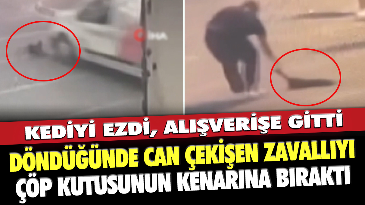 İstanbul Maltepe'de kediyi ezdi, alışverişe gitti: Döndüğünde can çekişen zavallıyı çöp kutusunun kenarına bıraktı