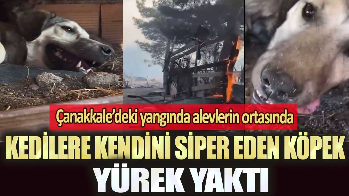 Çanakkale’deki yangında alevlerin ortasında kedilere kendini siper eden köpek yürek yaktı