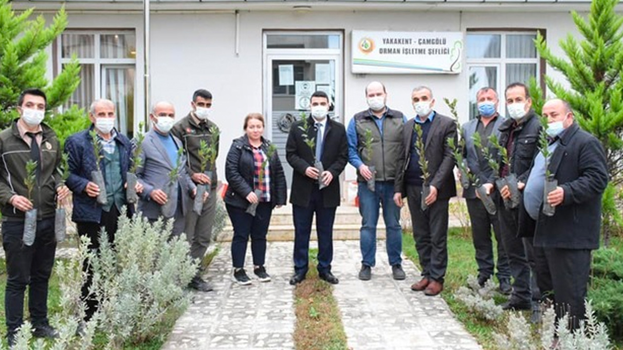 Yakakent ilçesinde 1640 defne fidanı dikildi