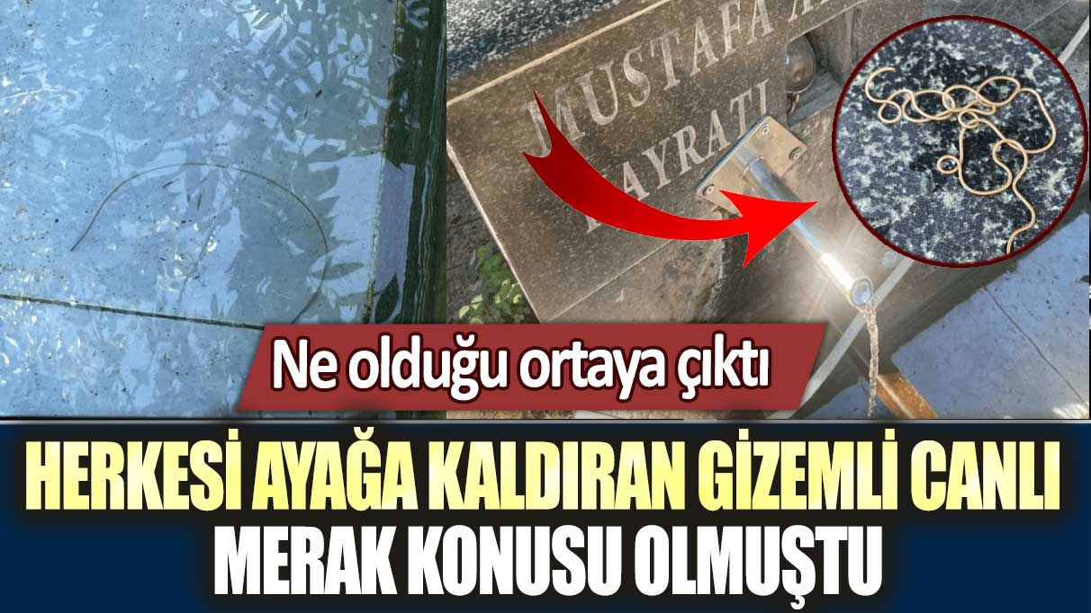 Artvin’de herkesi ayağa kaldıran gizemli canlı merak konusu olmuştu: Ne olduğu ortaya çıktı