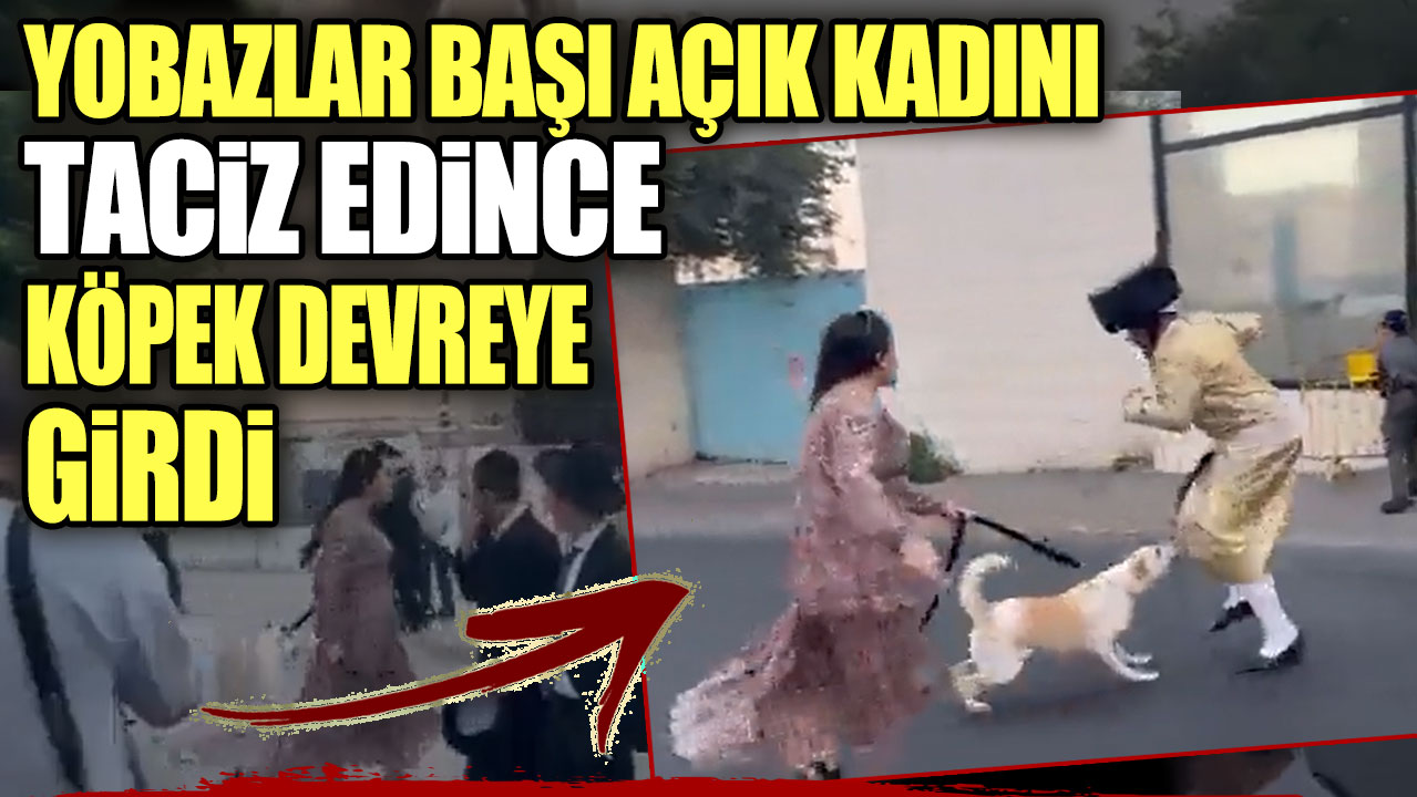 Yobazlar başı açık kadını taciz edince köpek devreye girdi