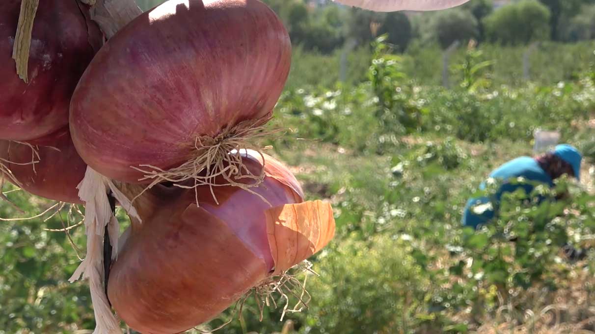 Coğrafi işaretli 'Kılıçlar soğanı'nın hasadı başladı