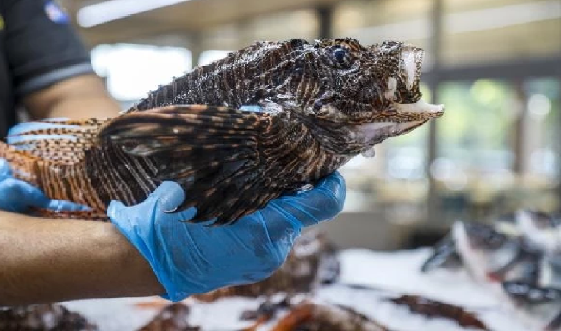 Bu balığın kilosu 500 TL: Çok uzaklardan geldi