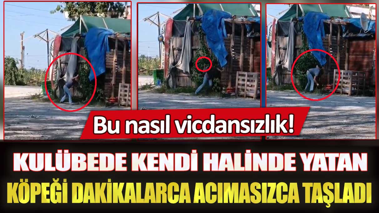 Sakarya'da kulübede kendi halinde yatan köpeği dakikalarca acımasızca taşladı: Bu nasıl vicdansızlık