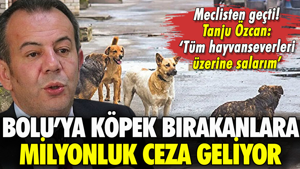 Bolu'ya köpek bırakanlara milyonluk ceza: Mecliste onaylandı