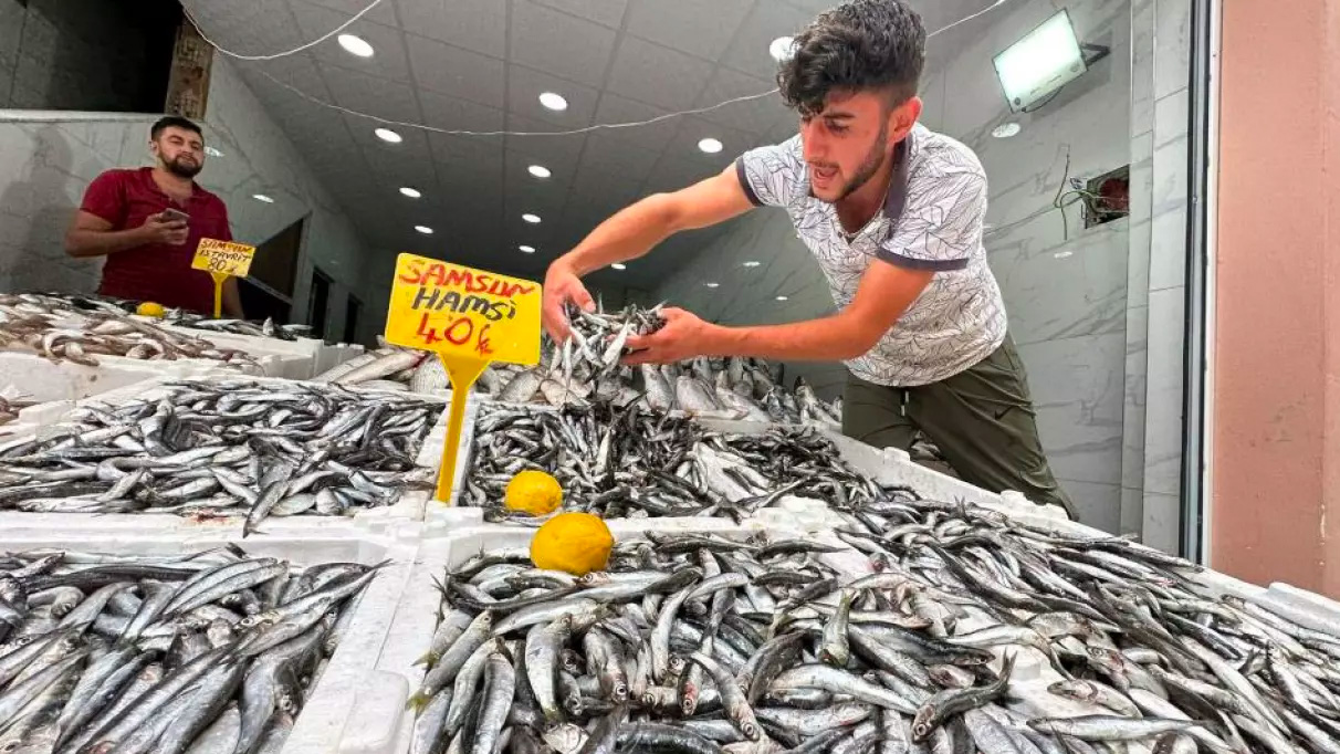 Karadeniz'de hamsi bolluğu: Kilosu 40 TL