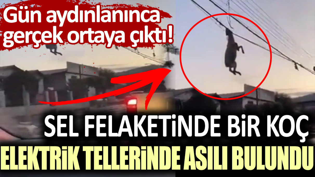 Gün aydınlanınca gerçek ortaya çıktı! Sel felaketinde bir koç elektrik tellerinde asılı bulundu