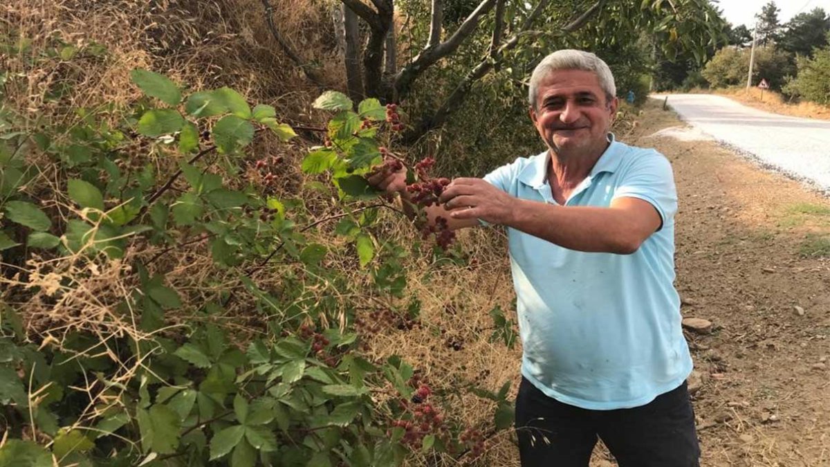Şifa deposu olarak biliniyor! Böğürtlene büyük ilgi
