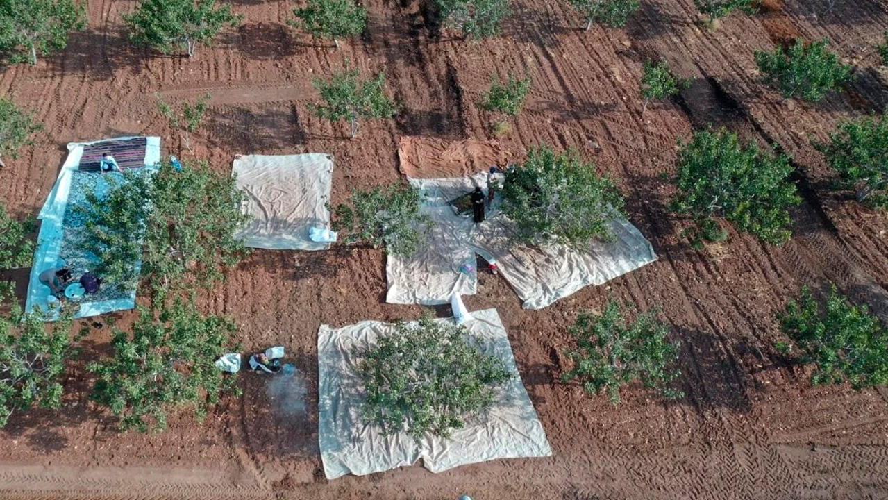 Şanlıurfa'da yeşil altın hasadı heyecanı