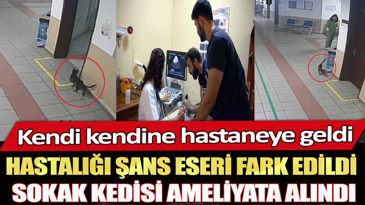 Kendi kendine hastaneye geldi hastalığı şans eseri fark edildi: Sokak kedisi ameliyata alındı