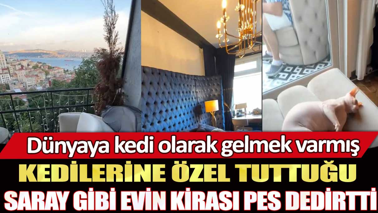 Kedilerine özel tuttuğu saray gibi evin kirası pes dedirtti: Dünyaya kedi olarak gelmek varmış