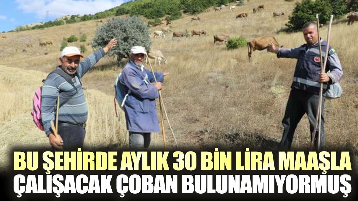 Bu şehirde aylık 30 bin lira maaşla çalışacak çoban bulunamıyormuş