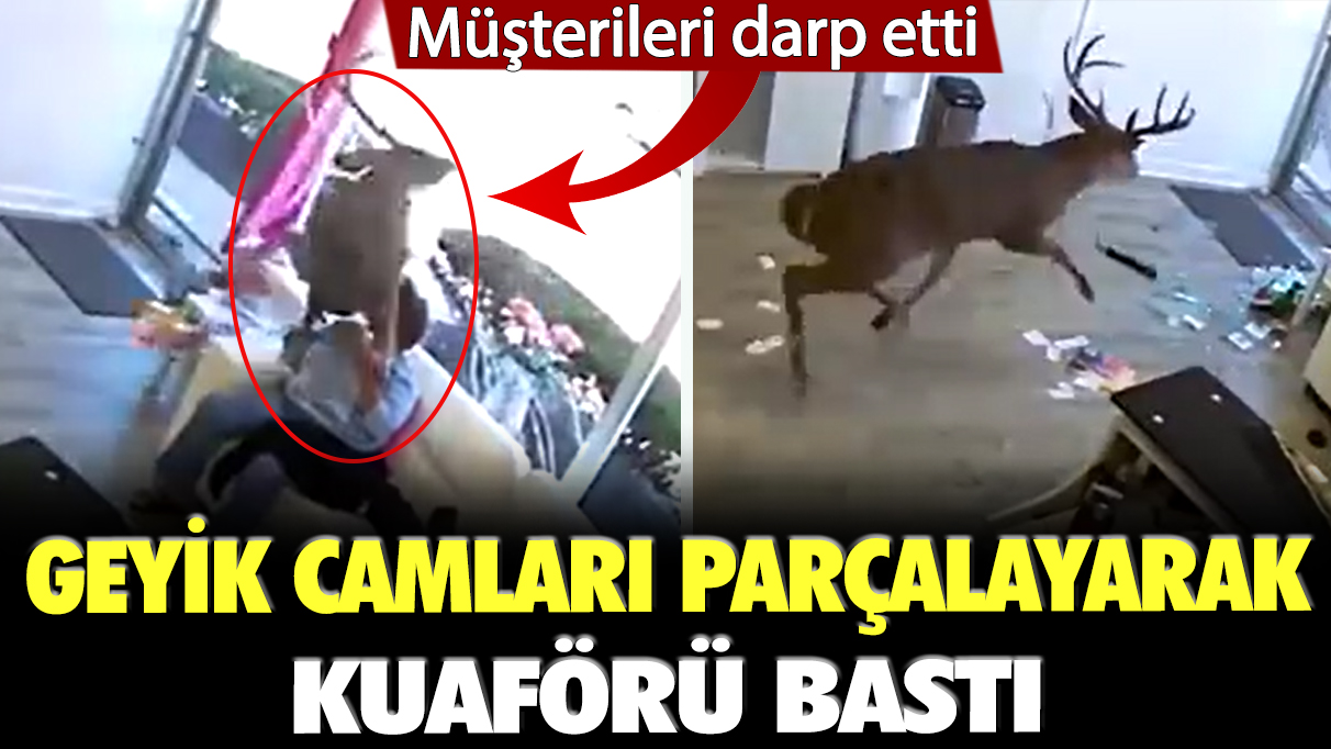 Geyik camları parçalayarak kuaförü bastı: Müşterileri darp etti