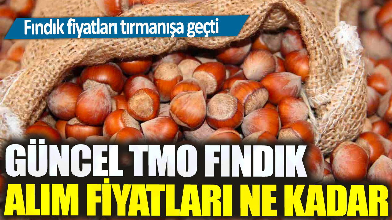 Fındık fiyatları tırmanışa geçti: Güncel TMO fındık alım fiyatları ne kadar?