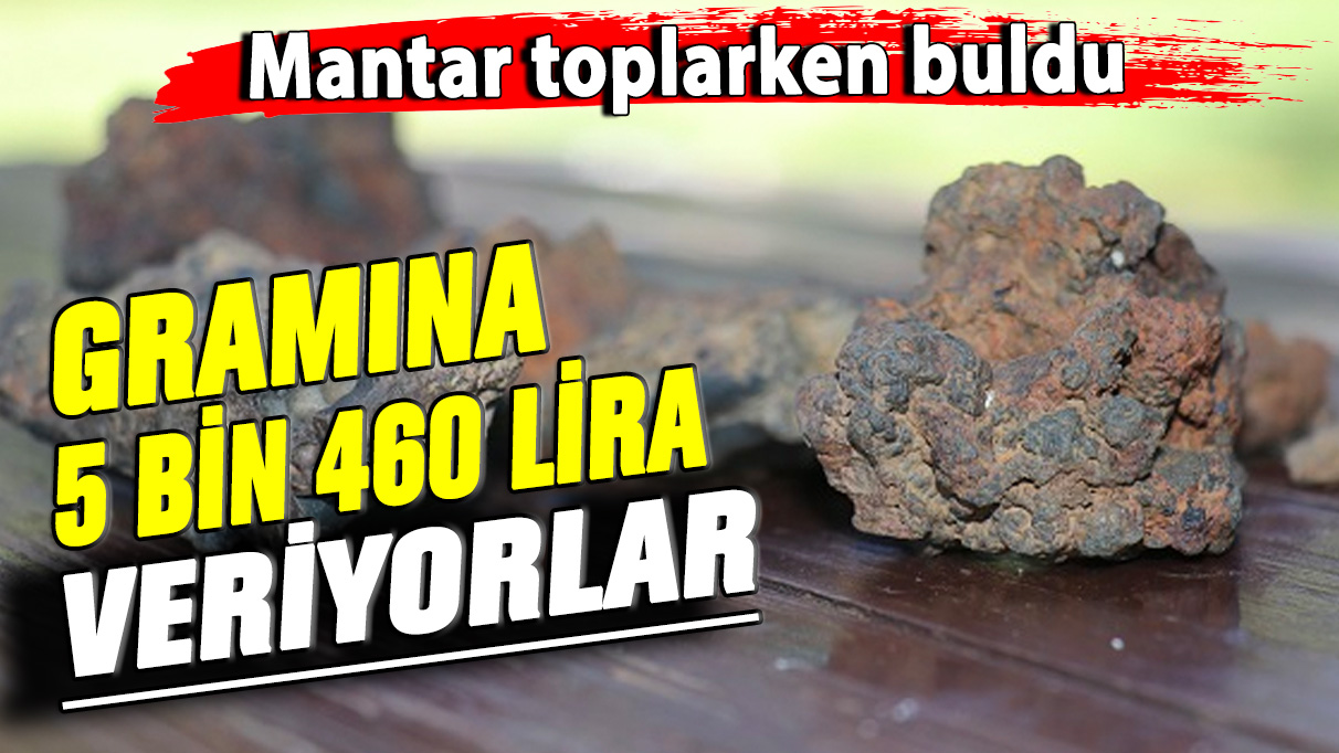 Mantar toplarken buldu! Gramına 5 bin 460 lira veriyorlar