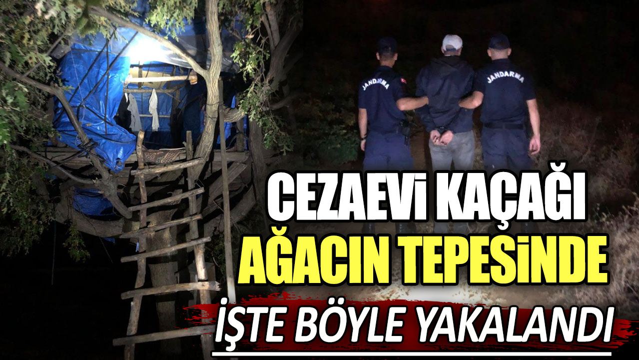 Cezaevi kaçağı ağacın tepesinde işte böyle yakalandı