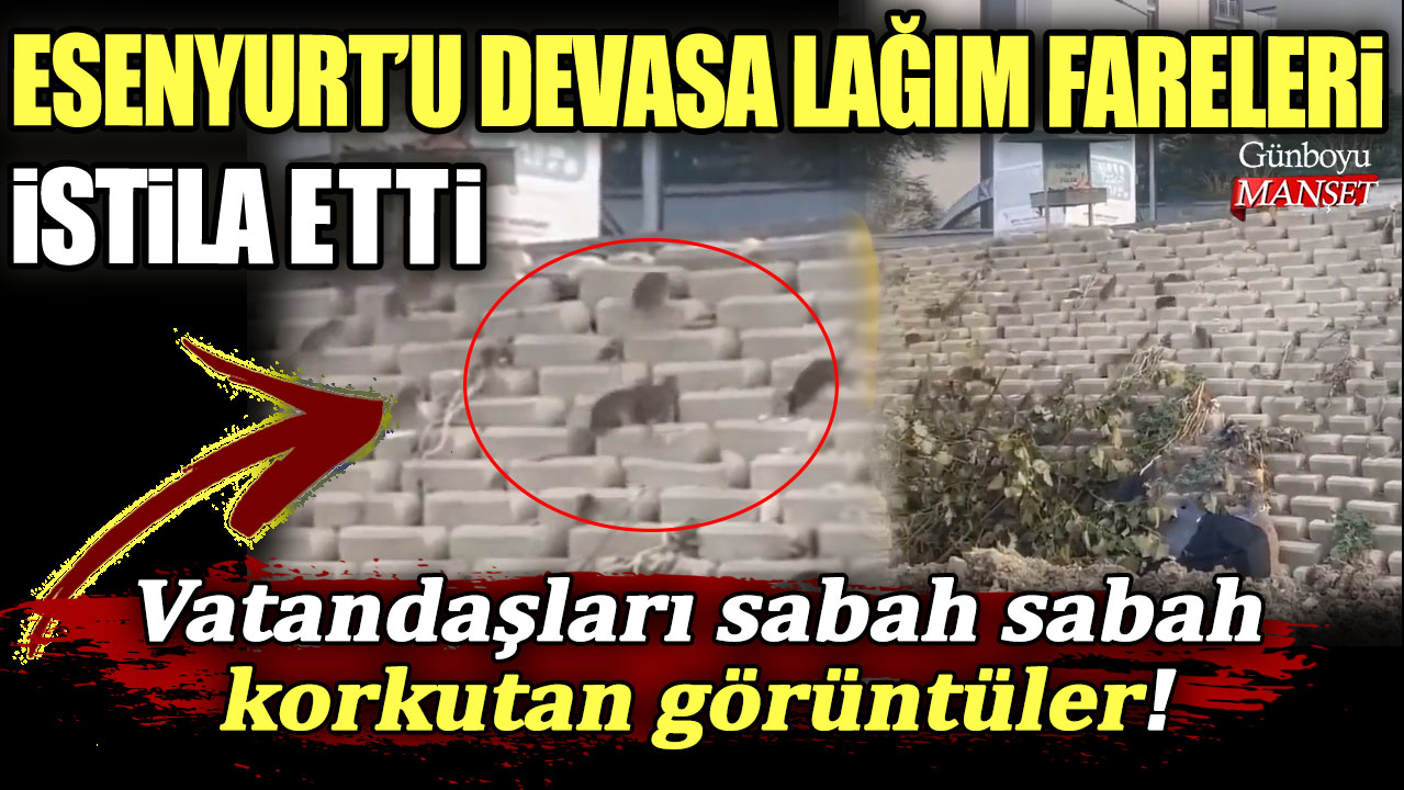 Esenyurt'u devasa lağım fareleri istila etti! Vatandaşları sabah sabah korkutan görüntüler