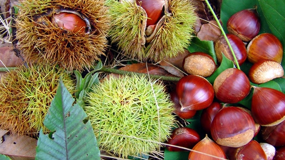 Kastamonu'da kestane toplamak paralı oldu