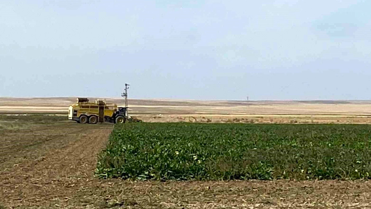 Konya Kulu'da pancar hasadı başladı