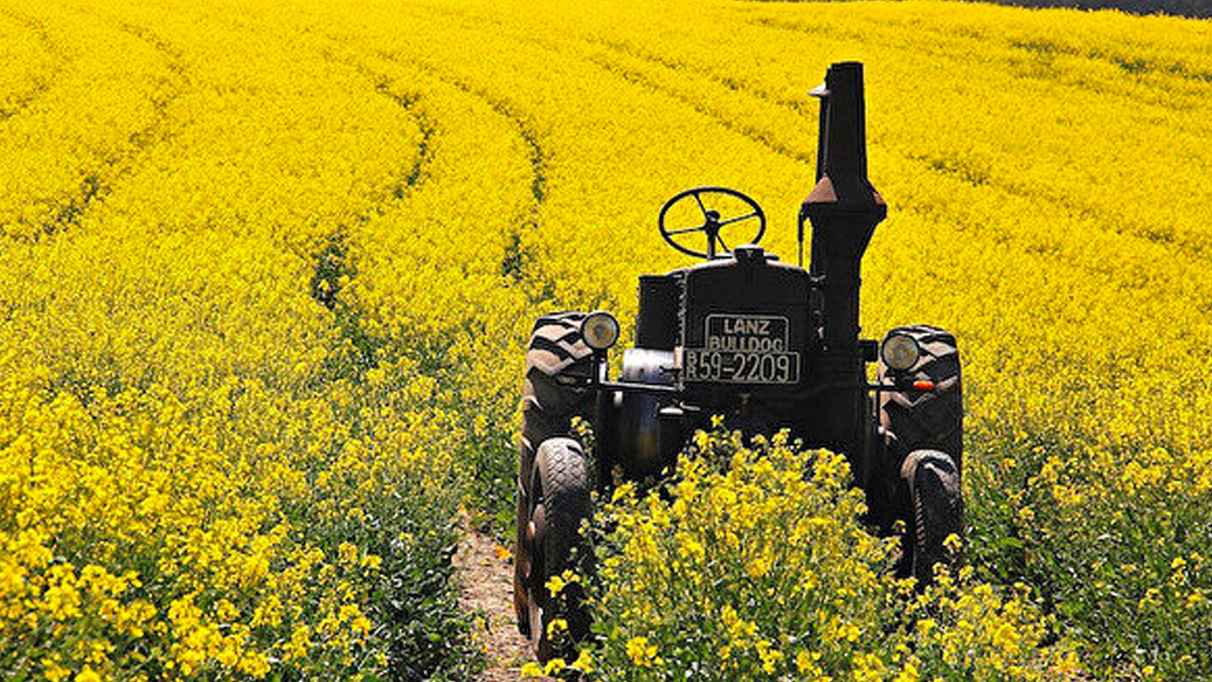 O ilde 75 hibe destekli kanola tohumu dağıtıldı