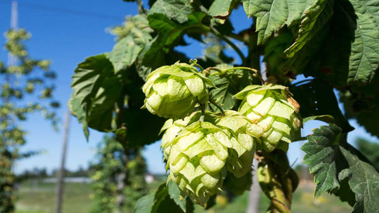 Şerbetçi Otu nedir, ne işe yarar?