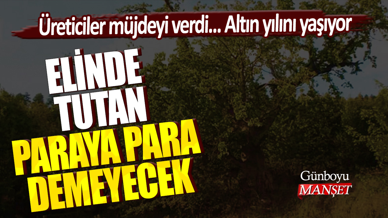 Elinde tutan paraya para demeyecek! Üreticiler müjdeyi verdi... Altın yılını yaşıyor