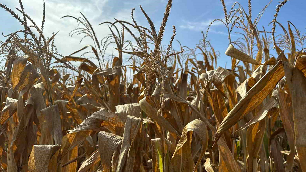 Çiftçiler mısır hasadını bekliyor