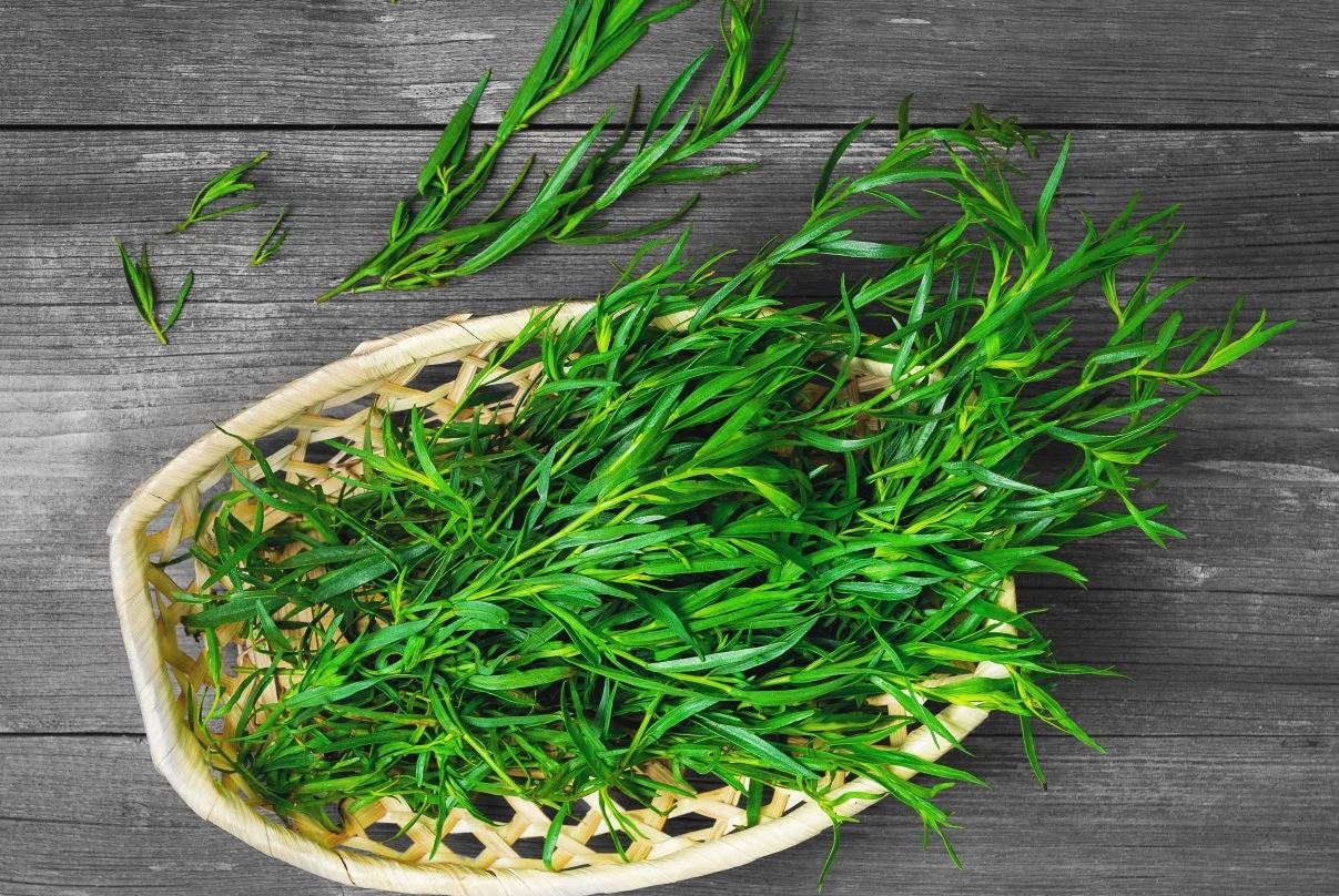 Tarhun Otu neye yarar?