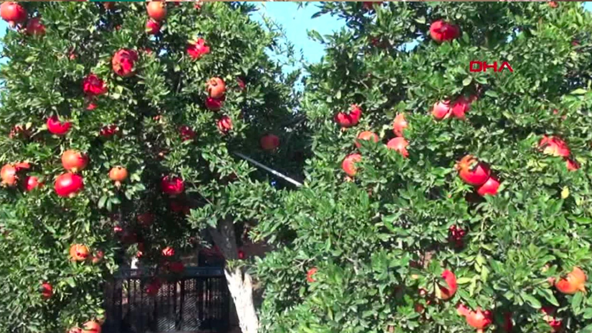 Kilis'te 10 bin dekarlık nar hasadı başladı