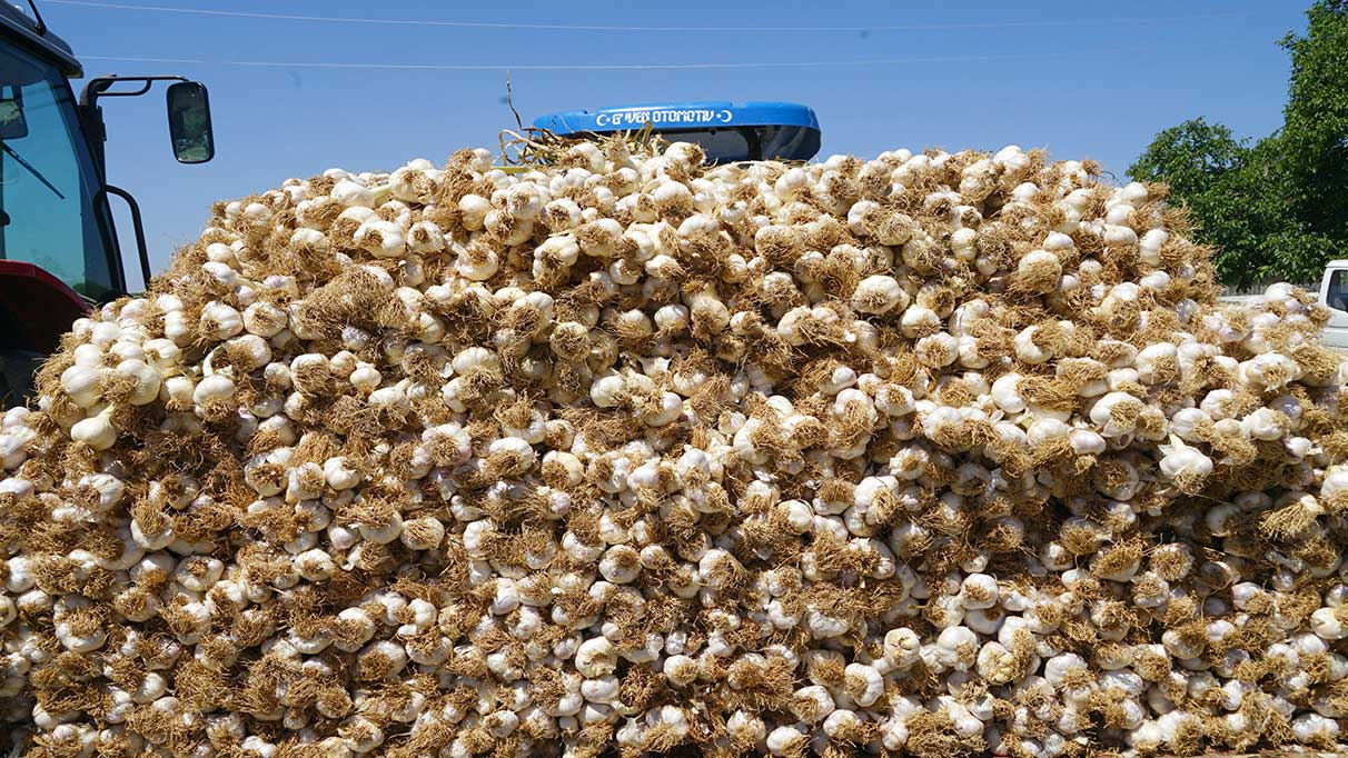 Kilosu 70 liraydı! Verim düştü çiftçi kara kara düşünüyor!