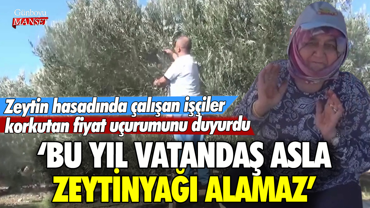 Hasatta çalışan işçiler konuştu: 'Bu yıl vatandaş asla zeytinyağı alamaz'