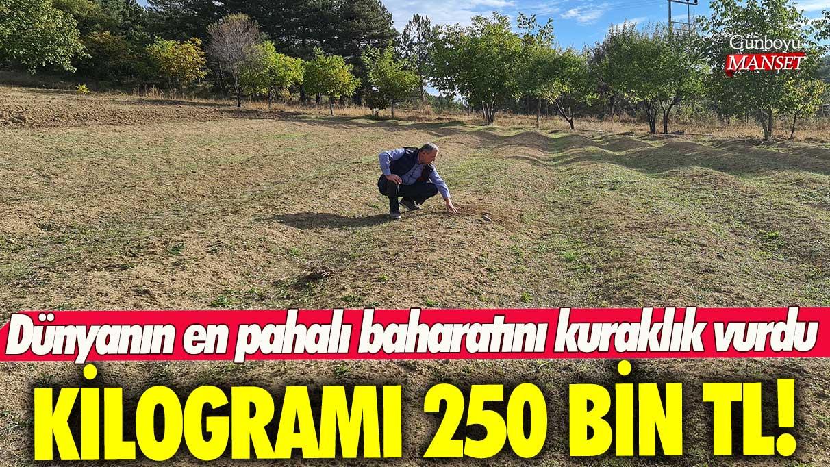 Dünyanın en pahalı baharatını kuraklık vurdu! Kilogramı 250 bin TL!