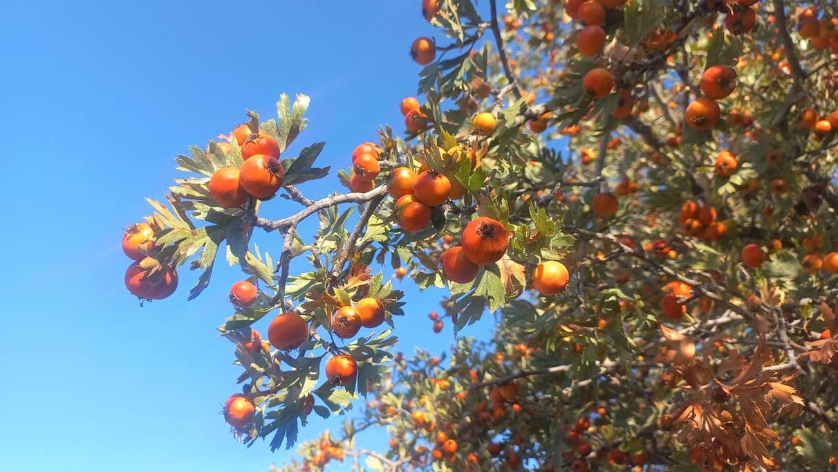 Şifa deposu o meyveye rağbet arttı