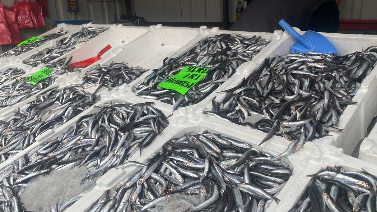 Fiyatlar düşüşe geçti: Balığa ilgi arttı!