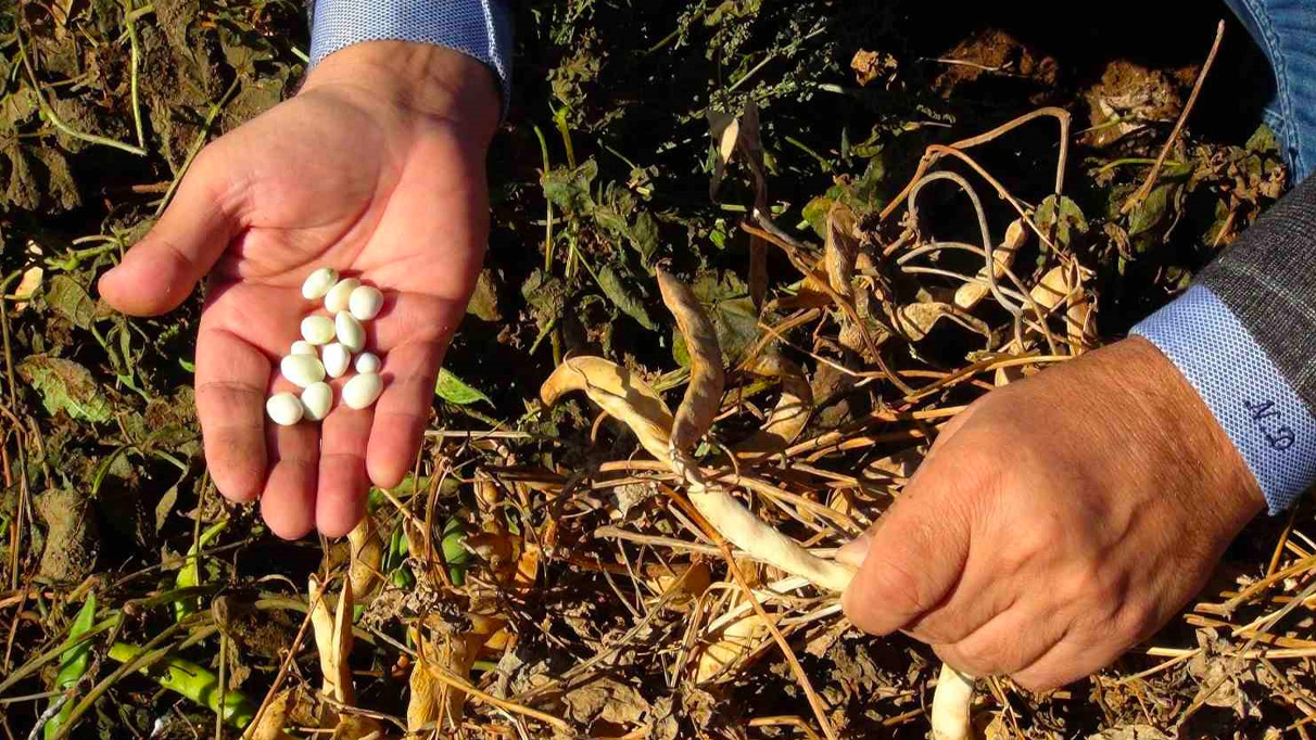 Şiddetli yağmur kuru fasulyeyi vurdu